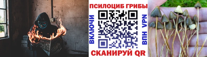 Купить где  Омутнинск  Псилоцибиновые грибы Psilocybine cubensis 